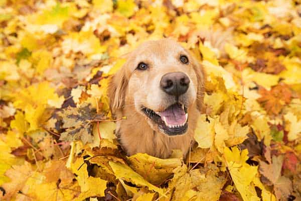 A golden retriever in a pile of leaves