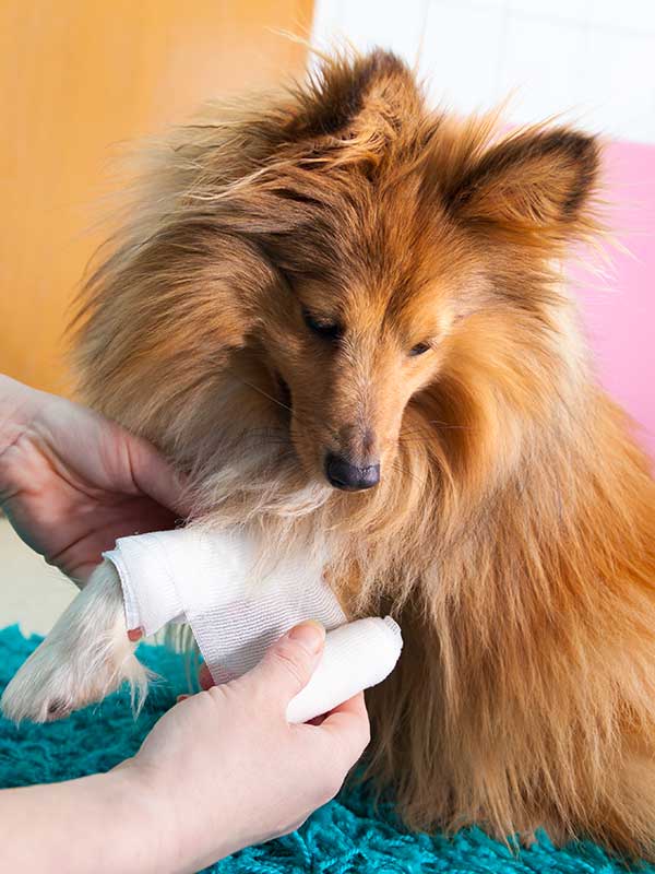 A sheltie being treated for an injury