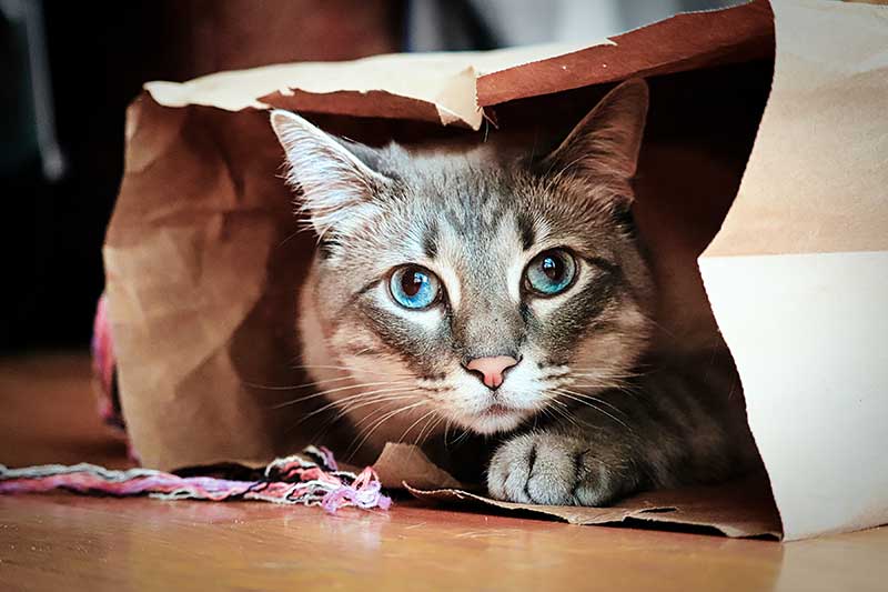 A cat sitting in a paper bag A cat sitting in a paper bag