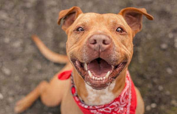 A smiling dog