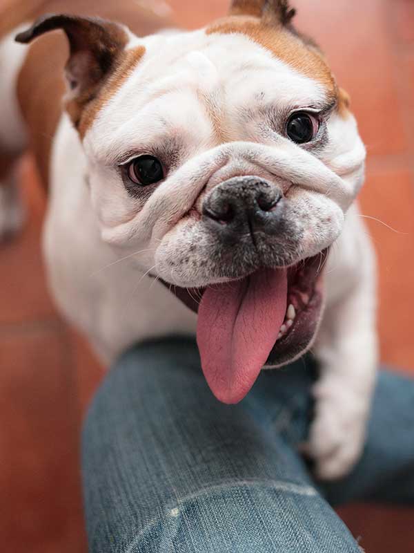 Bulldog jumping up for attention Bulldog jumping up for attention