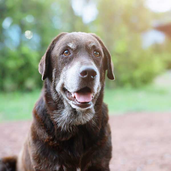 An older black dog out in a yard